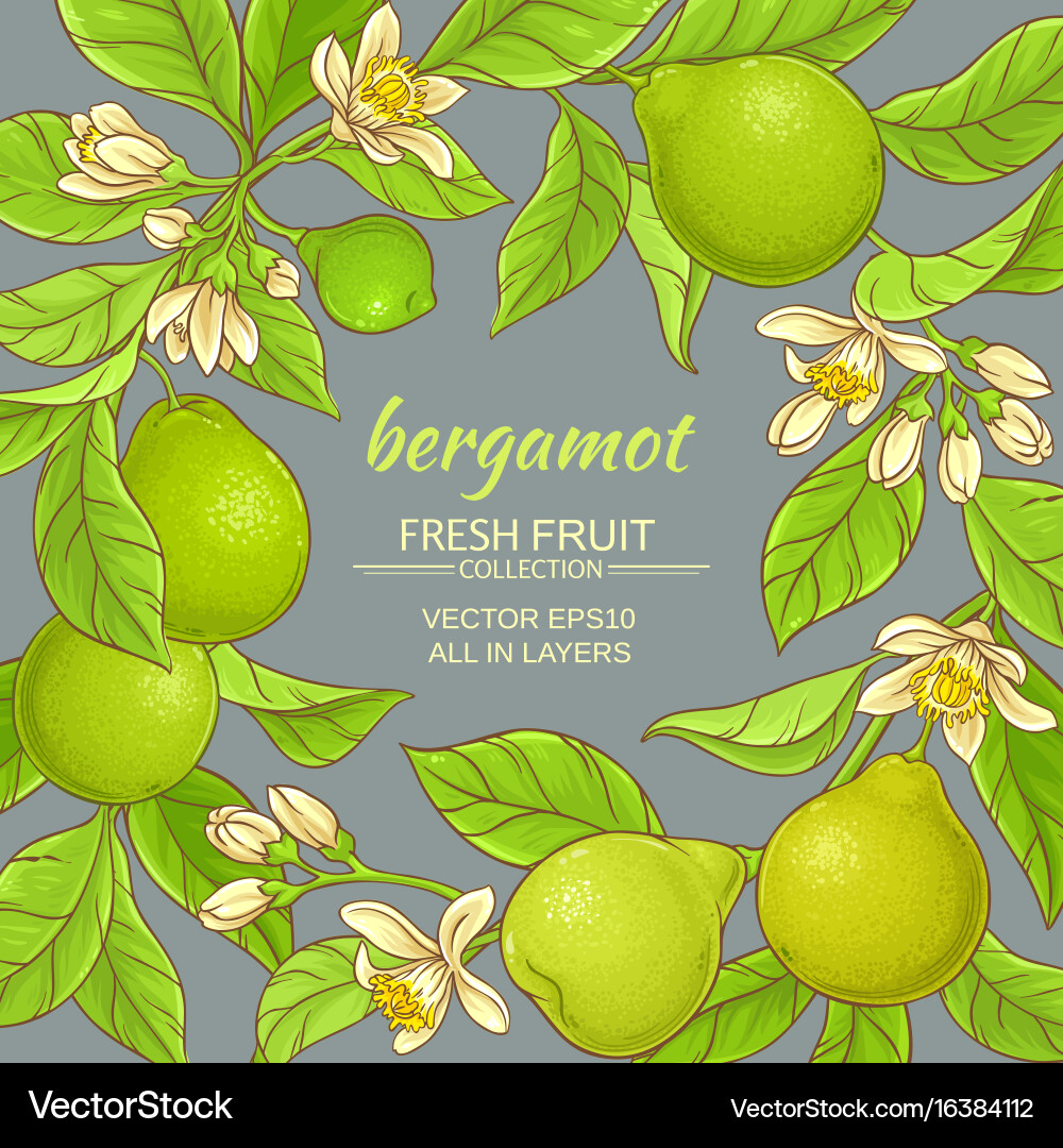 Bergamot frame Royalty Free Vector Image - VectorStock