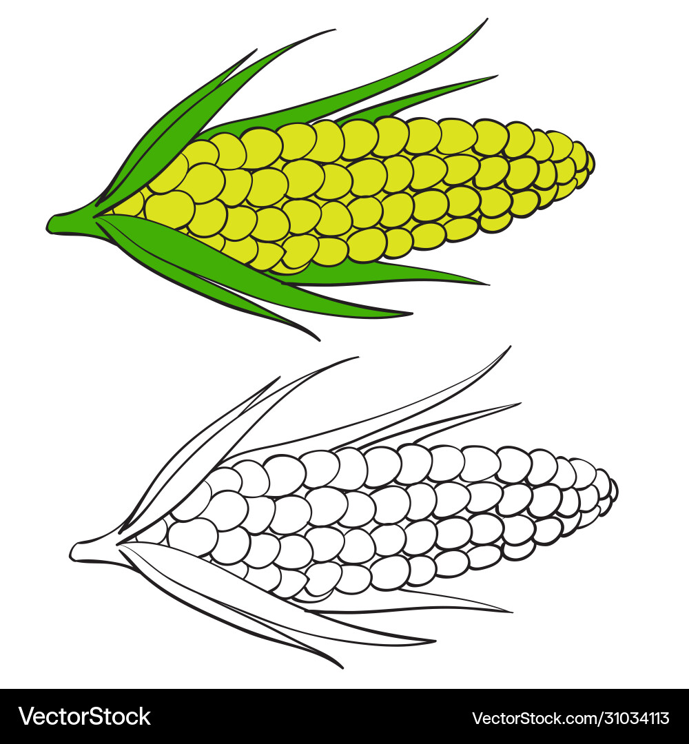 Corn in color and without outline Corn in color and without outline vector image