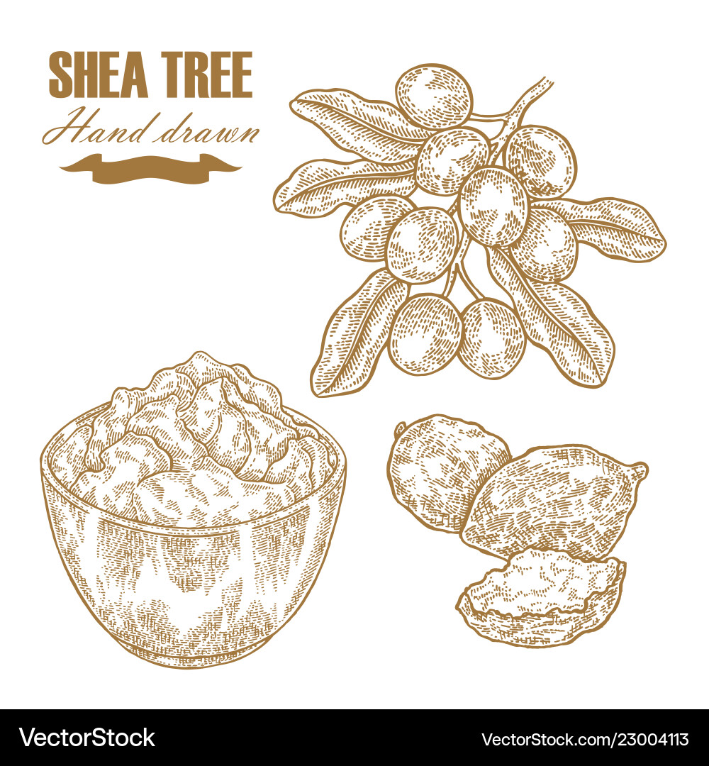 Shea tree branch nuts and butter isolated Shea tree branch nuts and butter isolated vector image