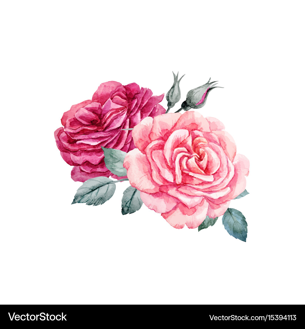 Watercolor Rose Bouquet vector image