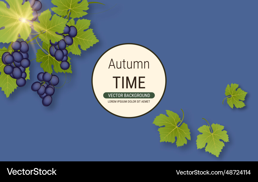 Grape branch Grape branch Vector Image