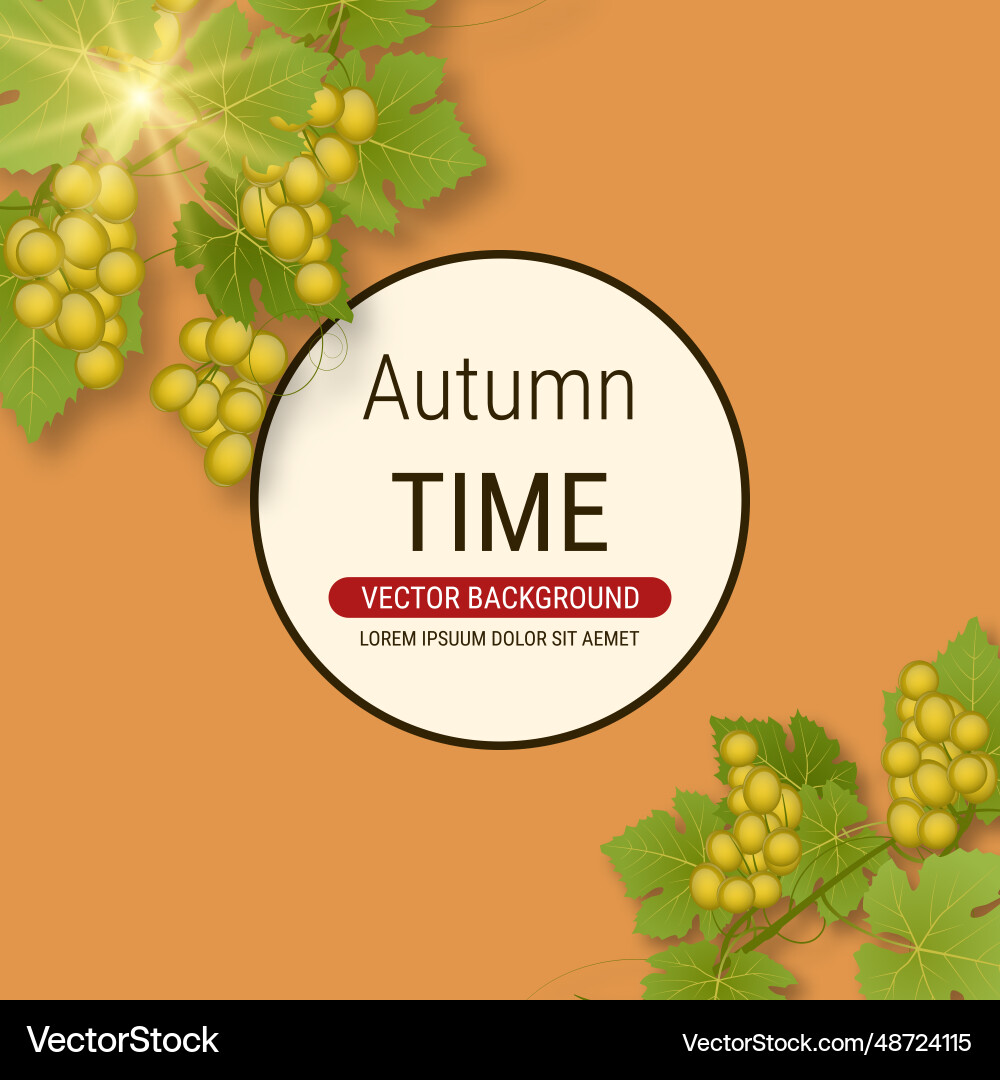 Grape branch Grape branch vector image