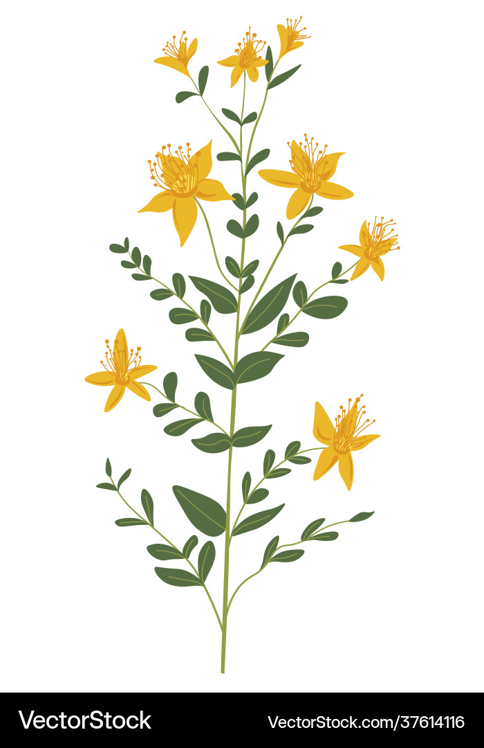 Spring or summer grass plant in blossom Spring or summer grass plant in blossom vector image