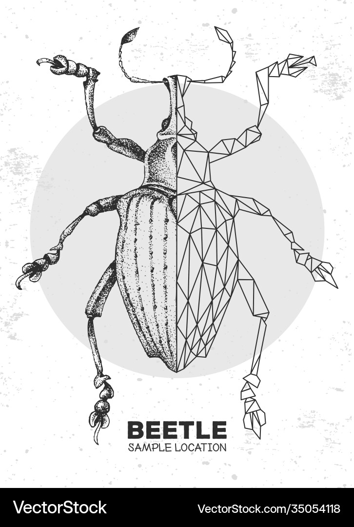 Hand drawing and polygonal curculionidae beetle Hand drawing and polygonal curculionidae beetle vector image