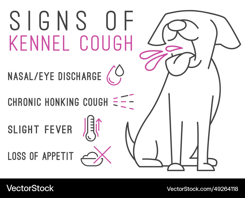 Mögliche Anzeichen von Zwinger Husten canine infectious Mögliche Anzeichen von Zwinger Husten canine infectious vektorbild