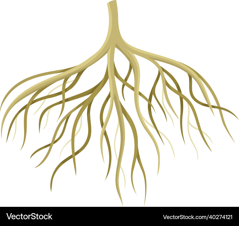 Tree rootstalk bush or shrub root system botany Tree rootstalk bush or shrub root system botany vector image