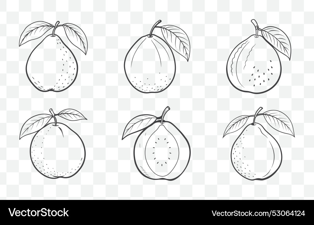 Print guava line art set vector image