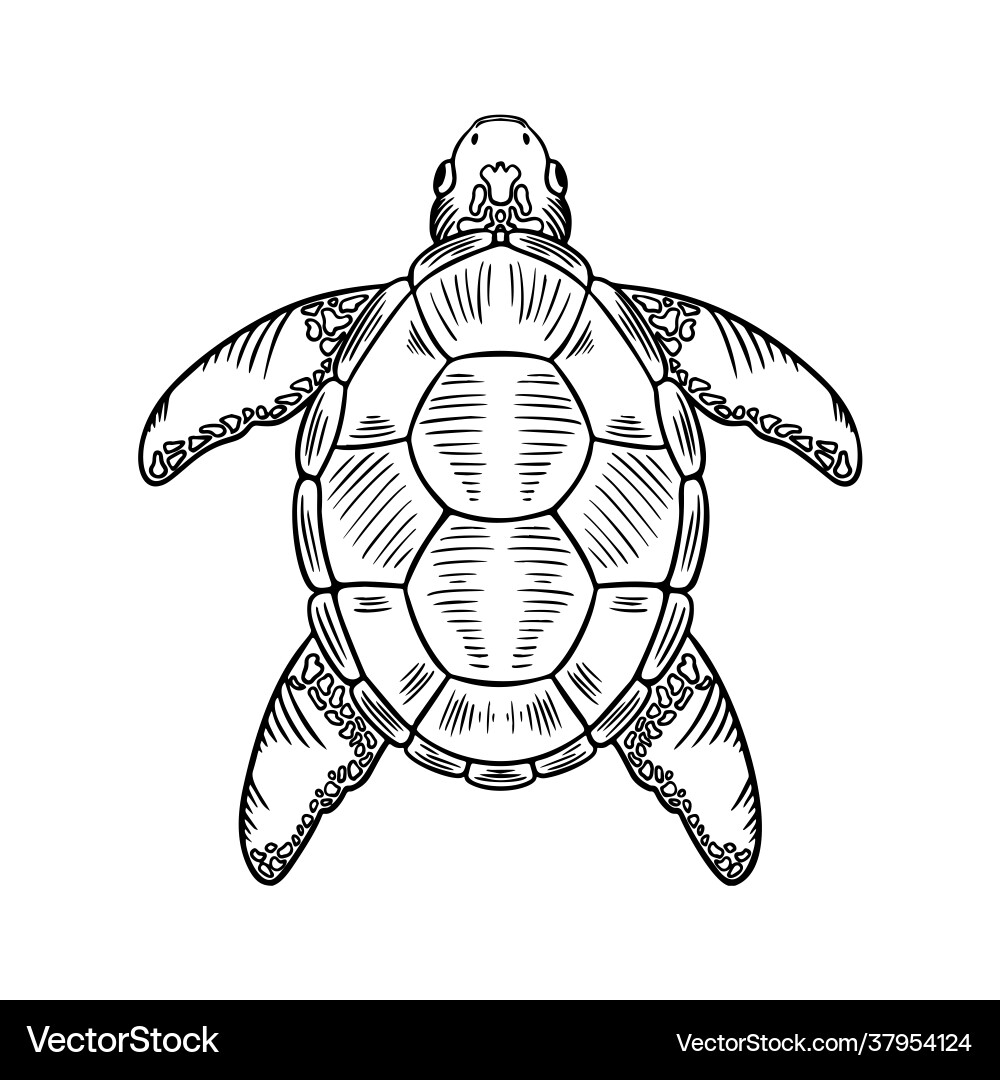 Sketch sea turtle hand drawn Vector Image