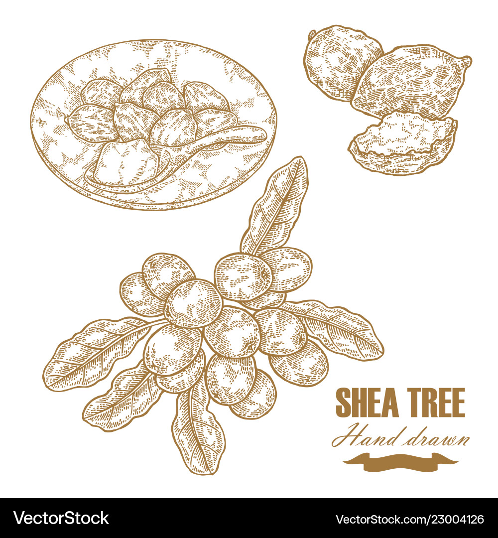 Shea tree branch nuts and butter isolated Shea tree branch nuts and butter isolated vector image
