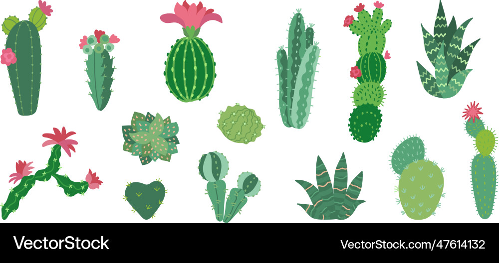 Flat mexican cactus decorative cacti arizona vector image