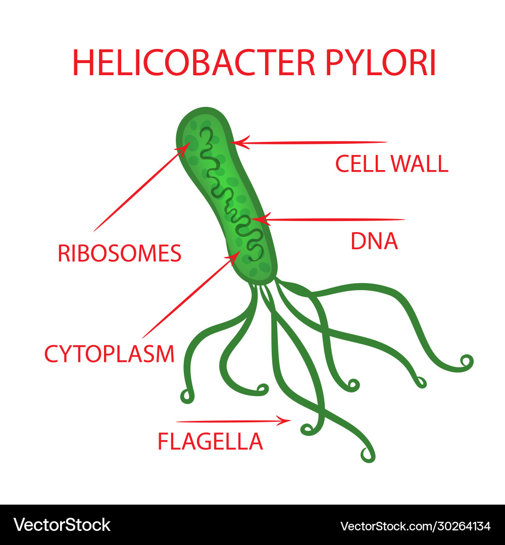 Helicobacter bacteria medicine education diagram v Helicobacter bacteria medicine education diagram v vector image