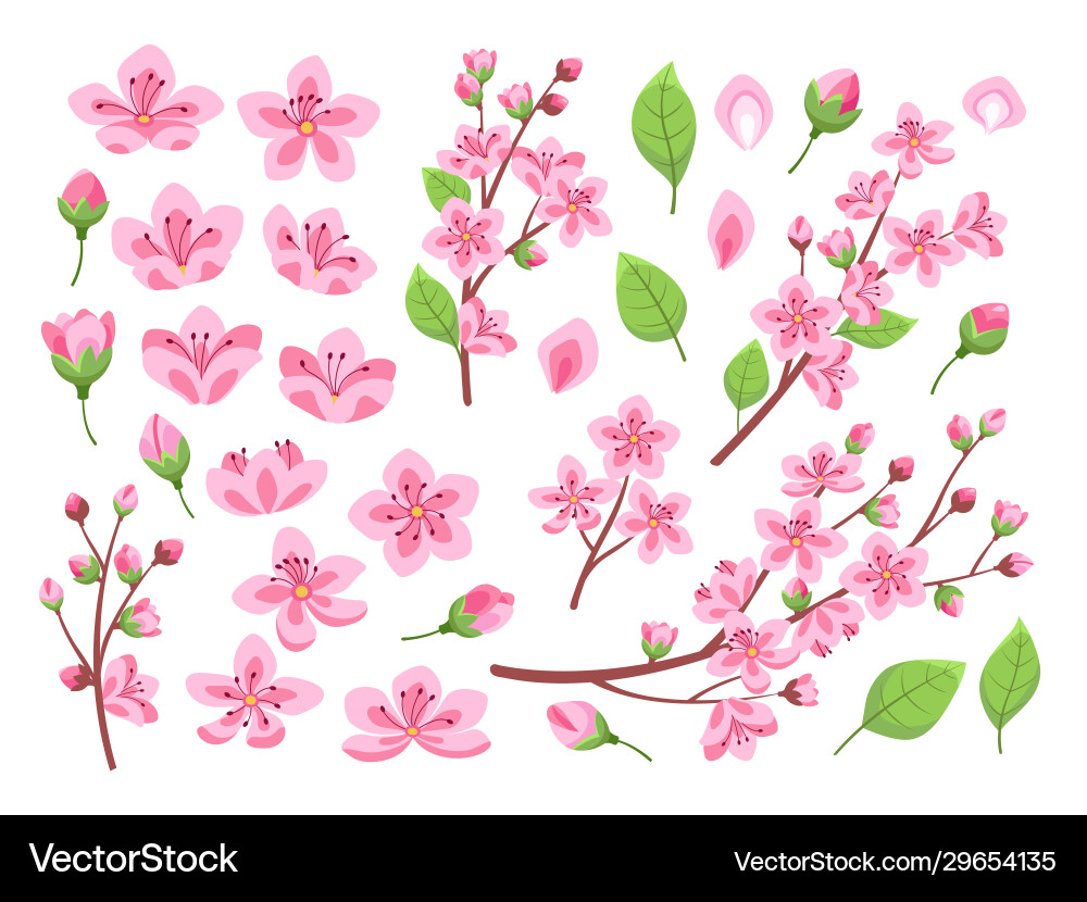 Sakura Blossom Pink Flowers Vector Image