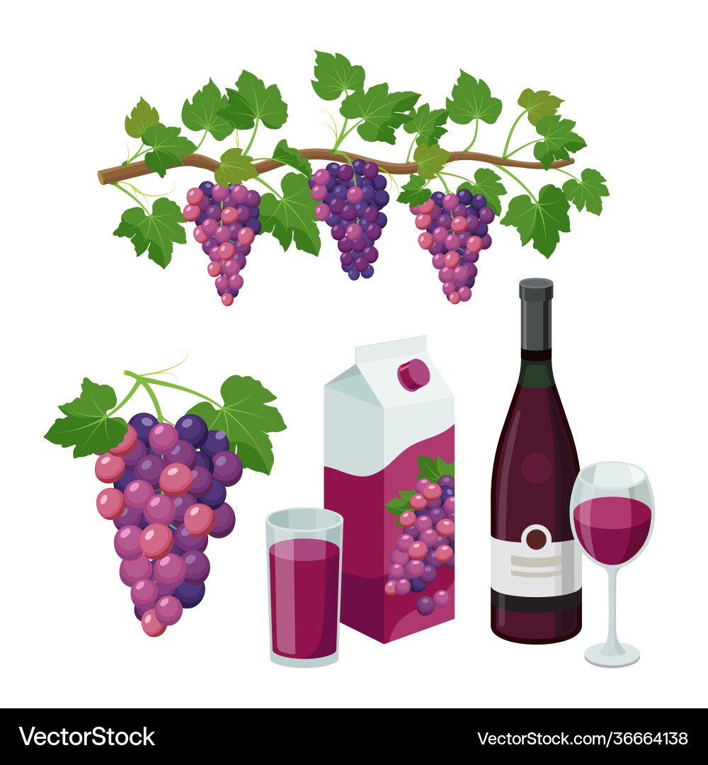 Grape product isolated Grape product isolated vector image