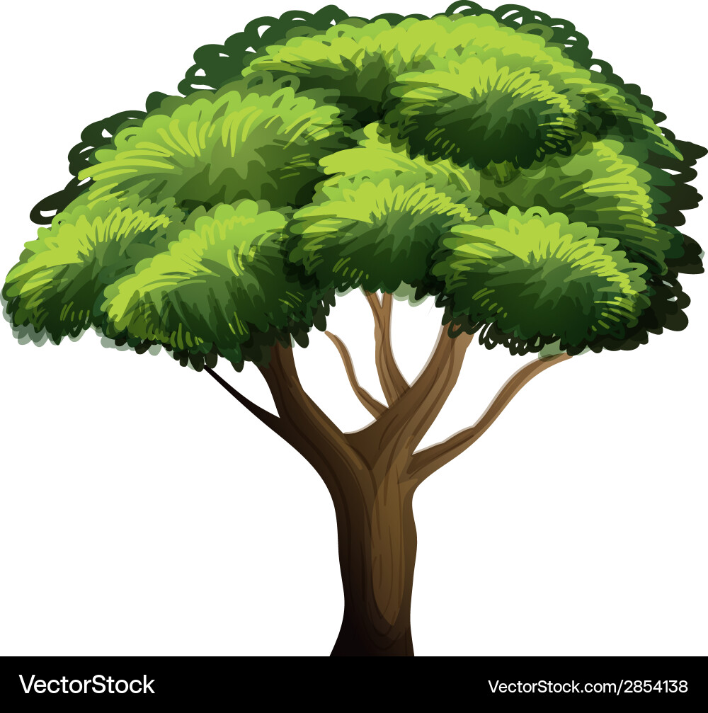 Tree vector image