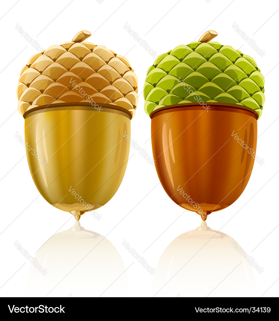 Brown Acorn Nuts on White Vector Image