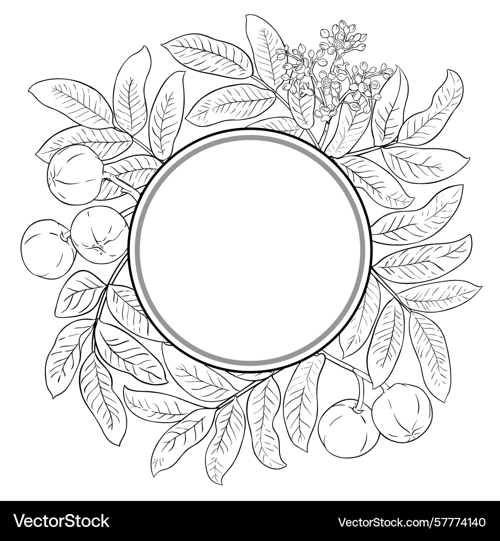 Andiroba branch outline round frame Andiroba branch outline round frame Vector Image