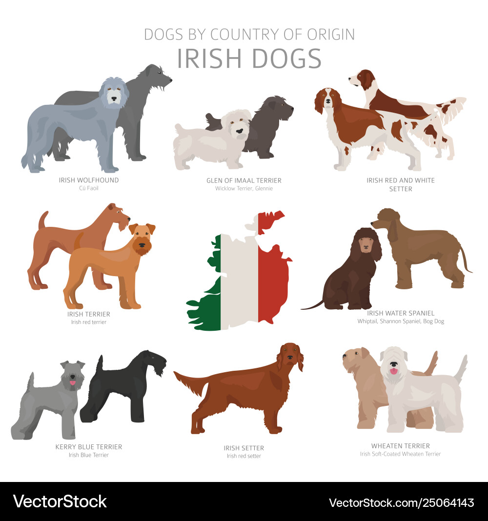 Dogs country origin irish dog breeds vector image