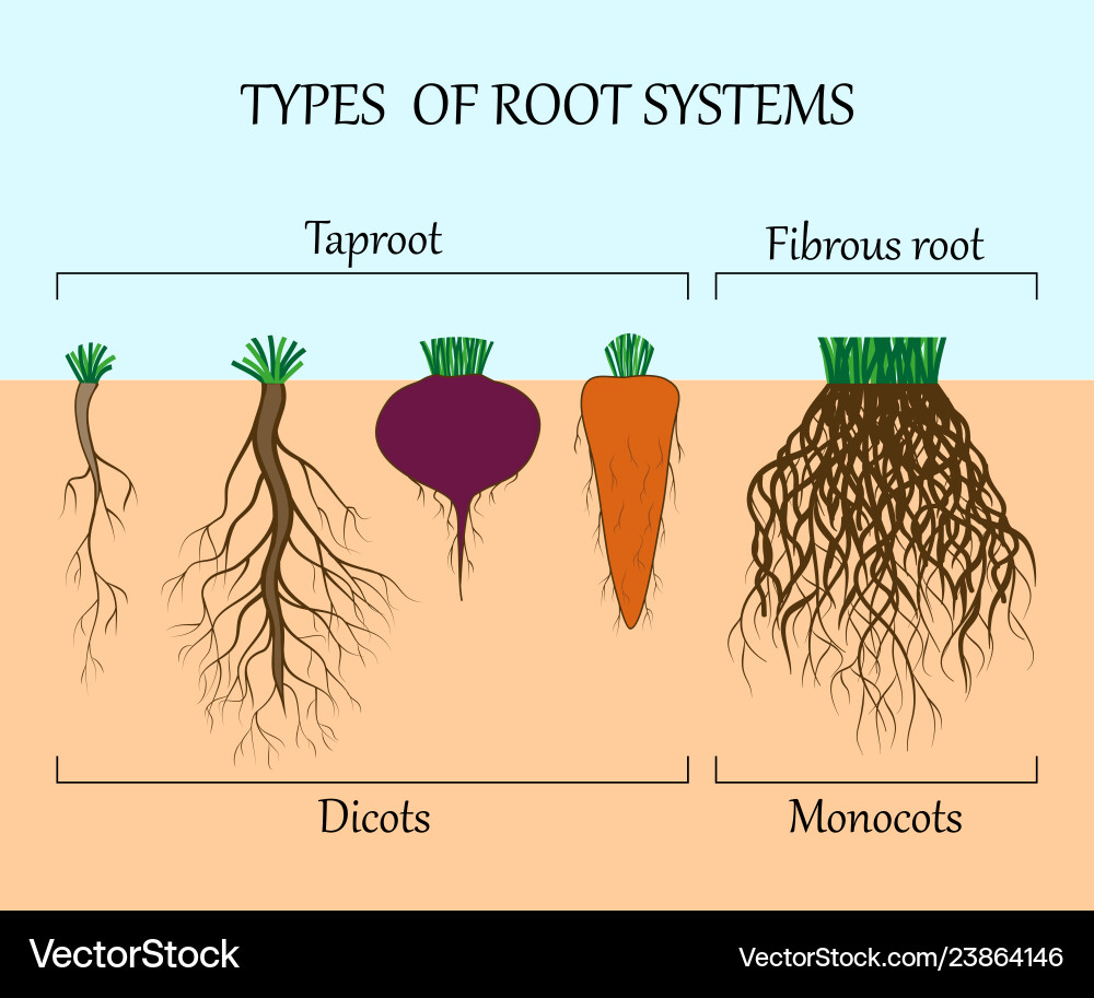 Root System Types - Monocots & Dicots Vector Image