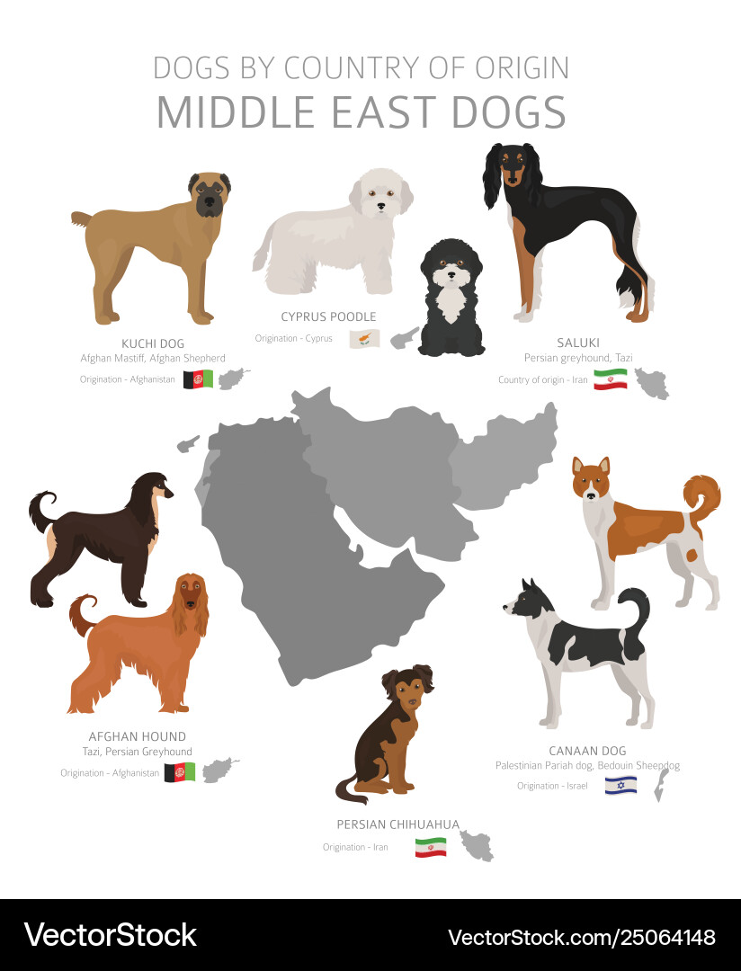 Dogs country origin middle east dog breeds Dogs country origin middle east dog breeds vector image