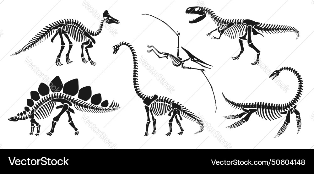 Isolated dinosaur skeleton fossil dino bones set Isolated dinosaur skeleton fossil dino bones set vector image