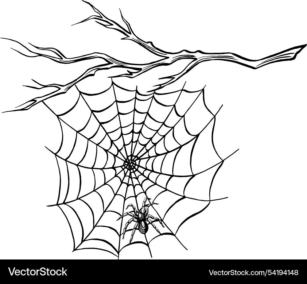 Spider with web on the bare tree branch line Spider with web on the bare tree branch line Vector Image