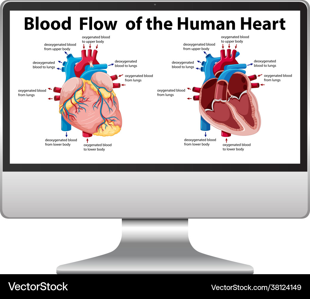 Blood flow human heart diagram on computer Vector Image