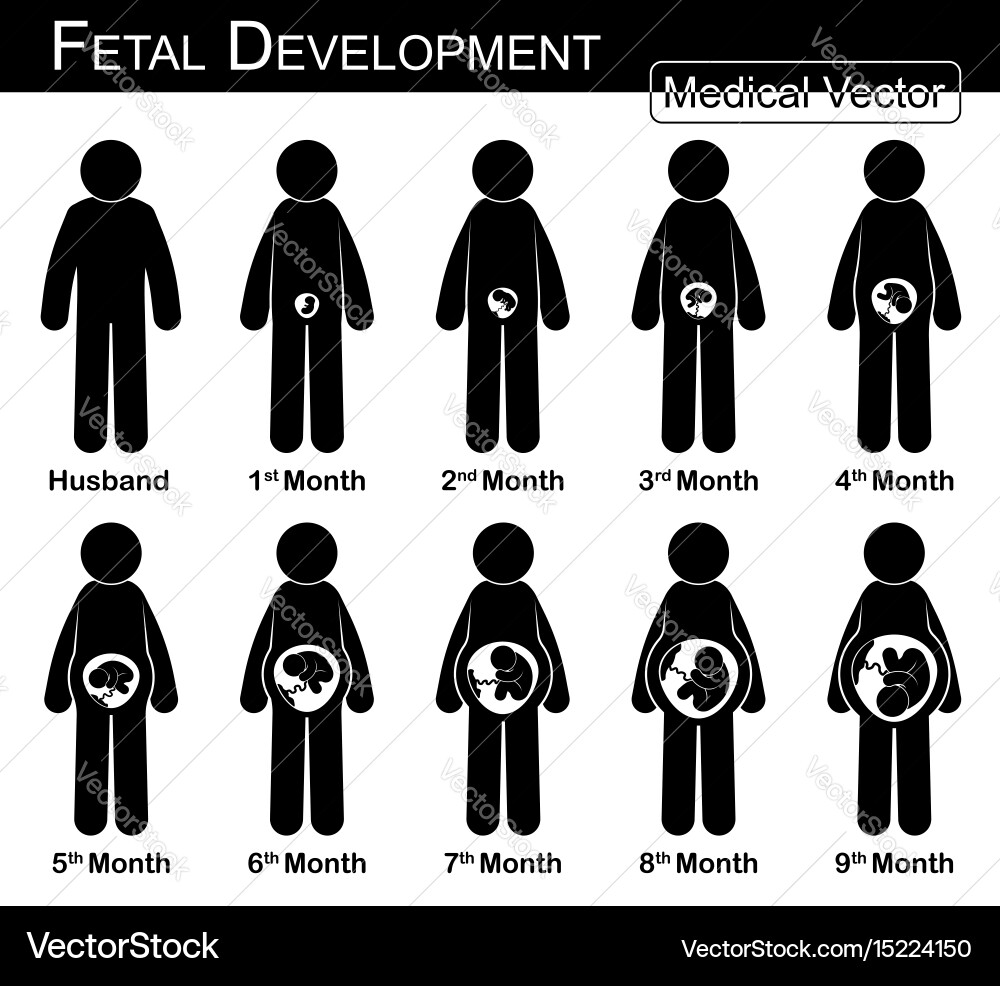 Fetal development Royalty Free Vector Image - VectorStock