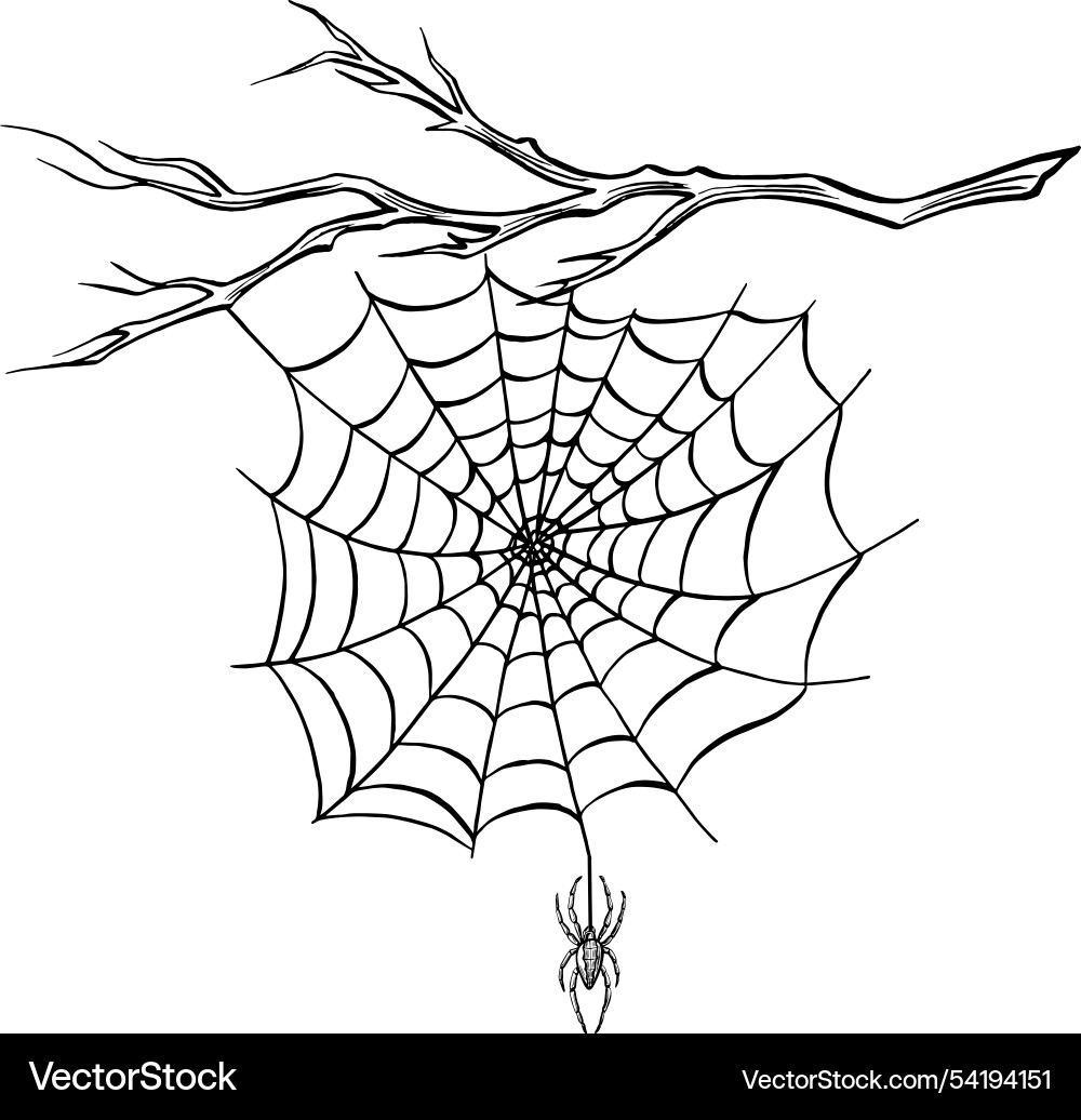 Spider with web on the bare tree branch line Vector Image