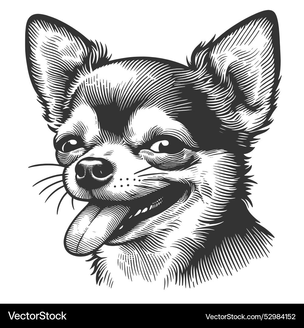 Chihuahua with calm expression Chihuahua with calm expression Vector Image