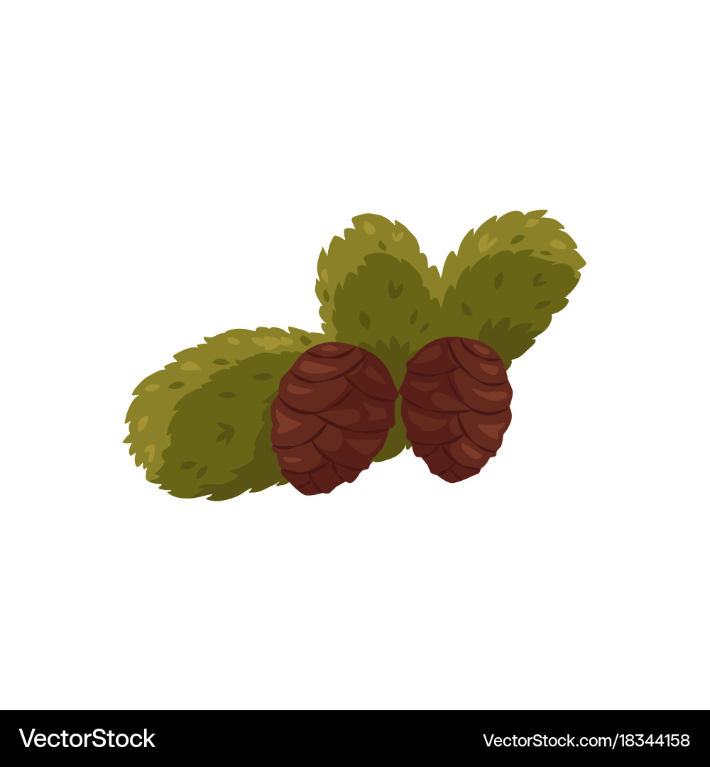 Flat spruce tree branch with pine cone Vector Image