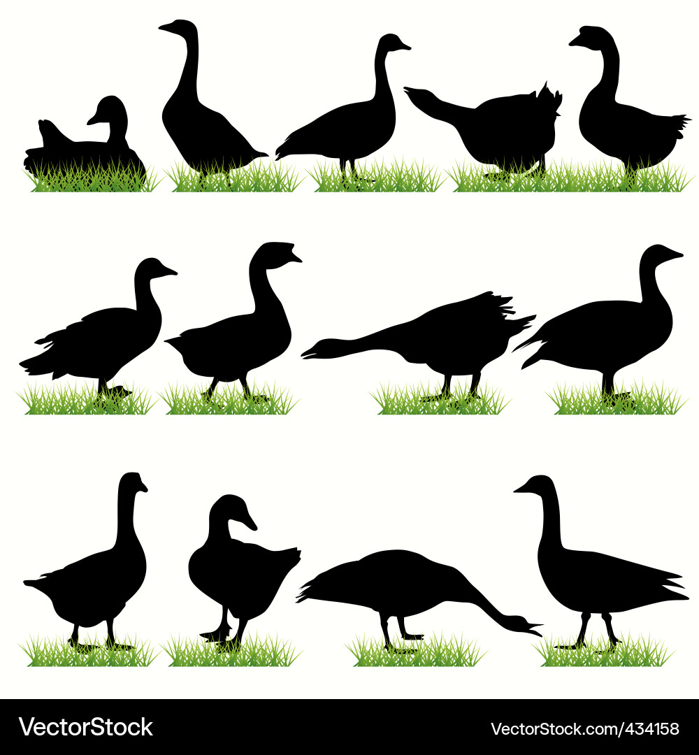 Goose Silhouettes Set Vector Image