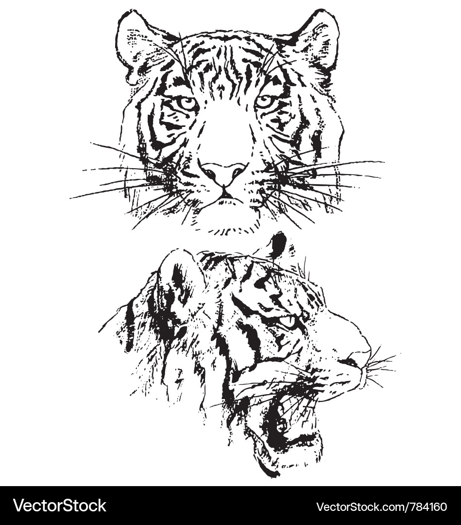 Intricate Tiger Sketch Vector Image