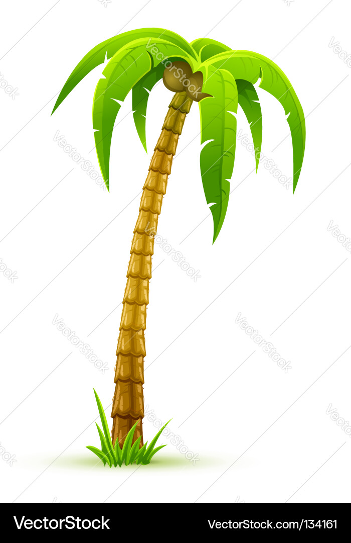 Tropical Palm Tree vector image