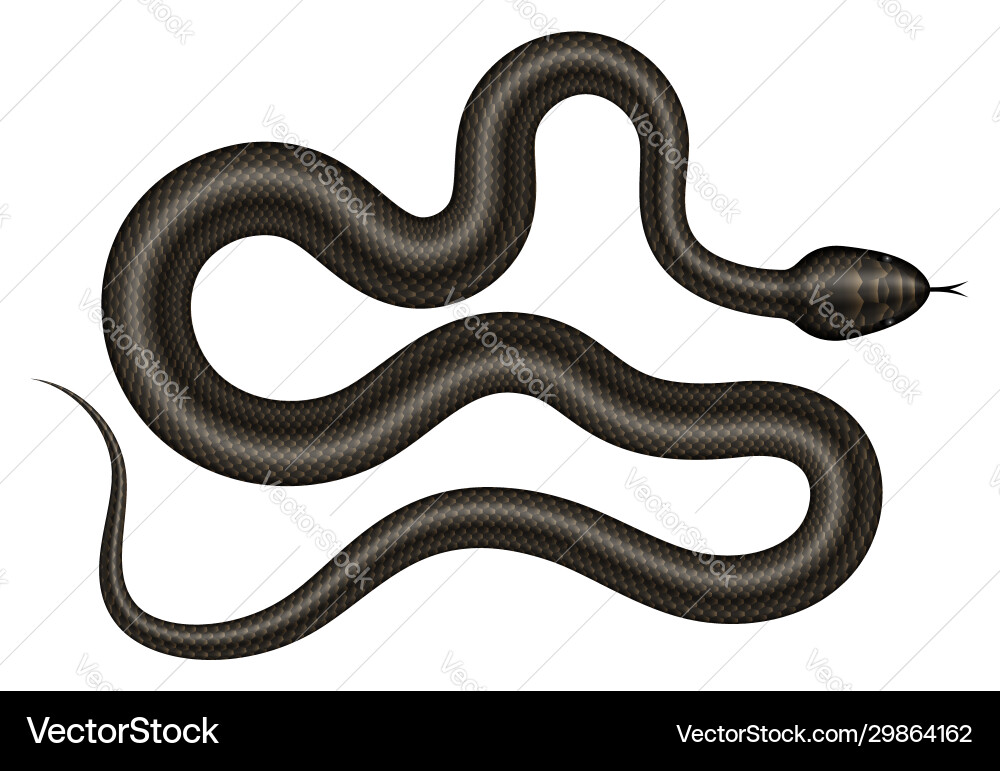 Black snake Royalty Free Vector Image - VectorStock
