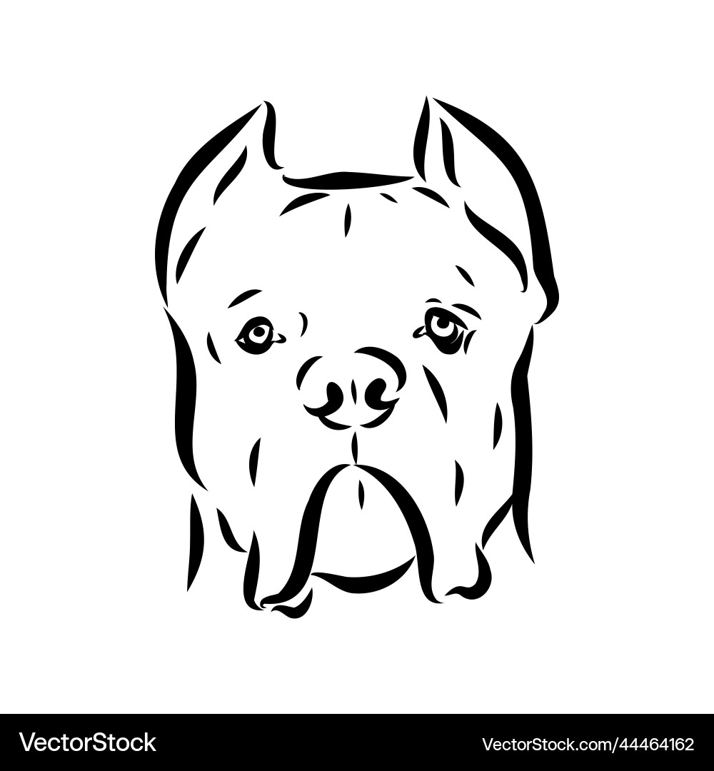 Dog cane corso italiano isolated in black color Dog cane corso italiano isolated in black color vector image