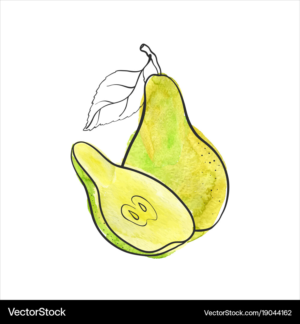 Green pear Royalty Free Vector Image - VectorStock