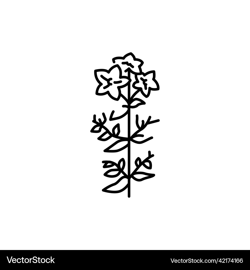 Hypericum color line icon pictogram for web page Vector Image