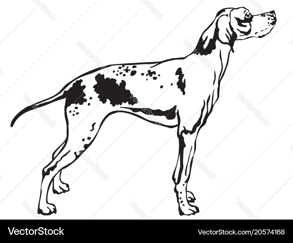 Elegant Pointer Portrait vector image