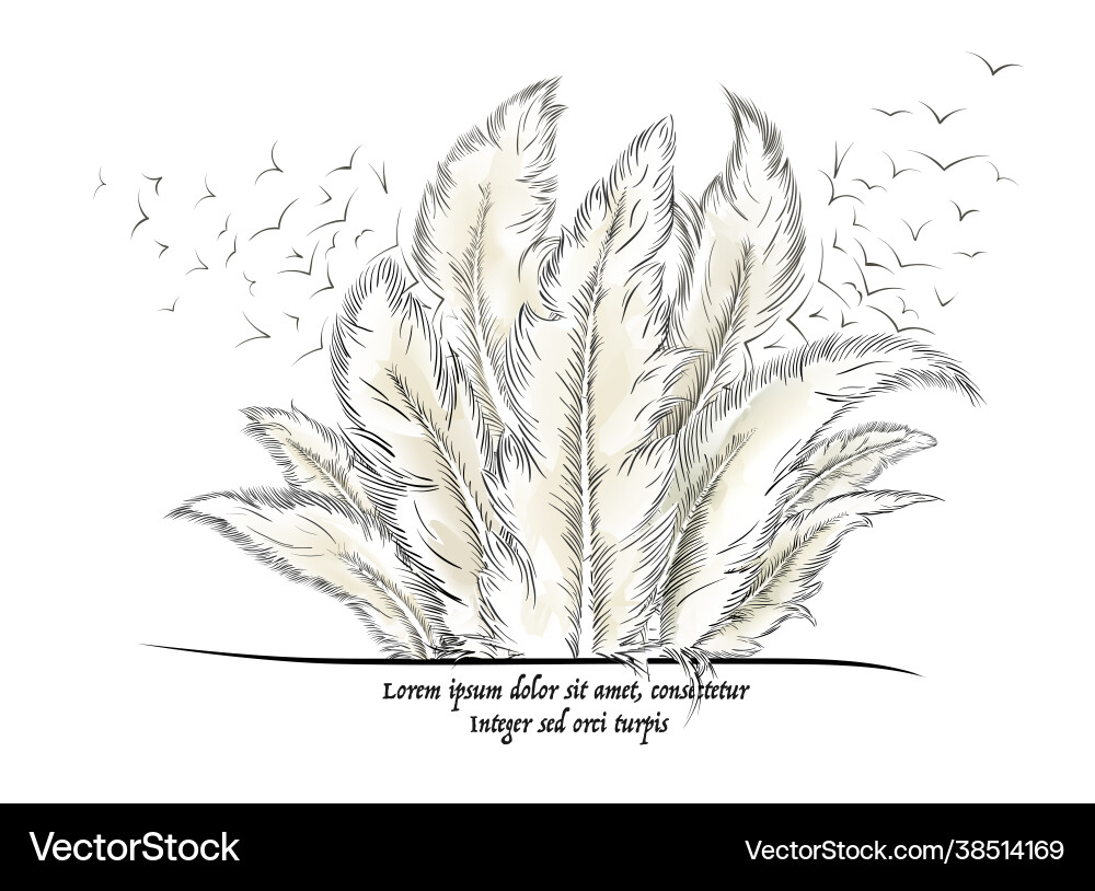 Feathers with text vector image
