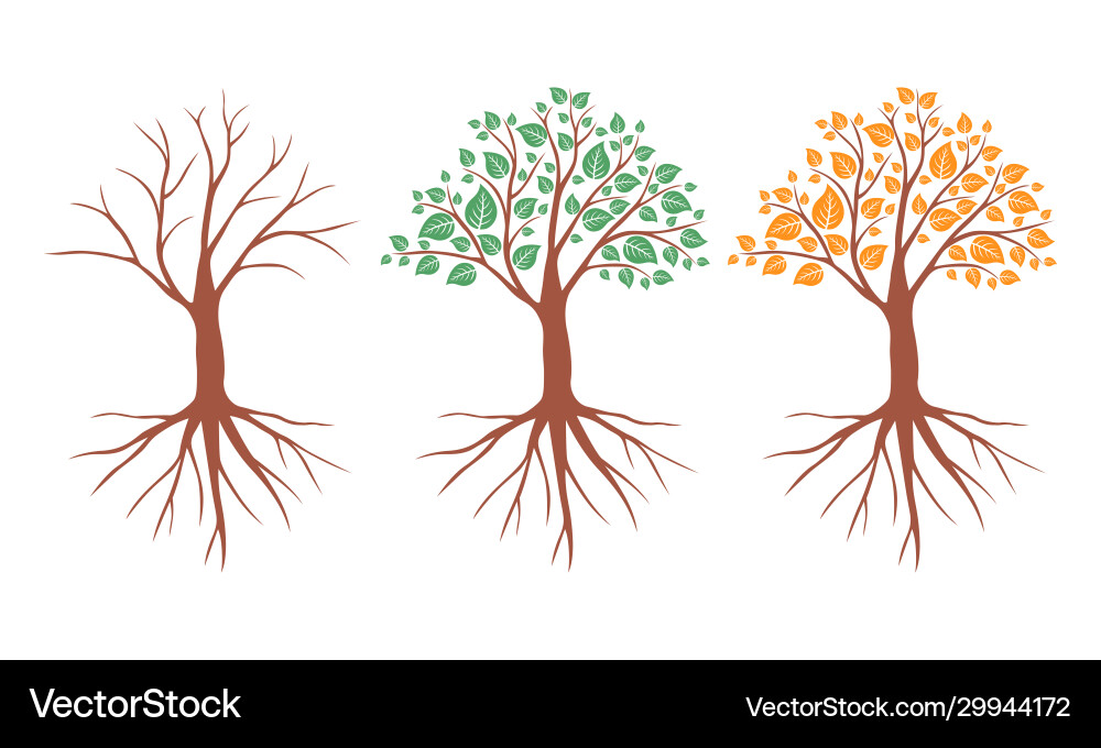 Tree in different seasons set Vector Image