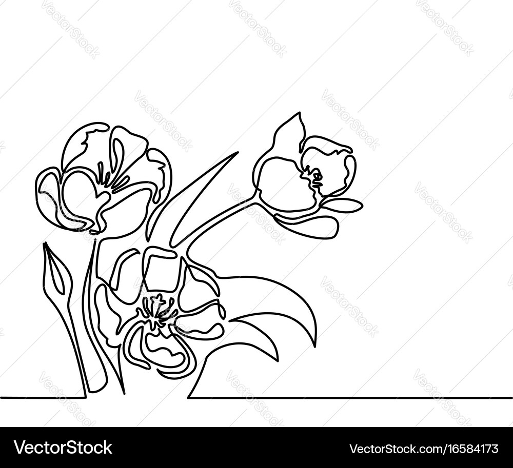 Continuous Line Flower Drawing Vector Image