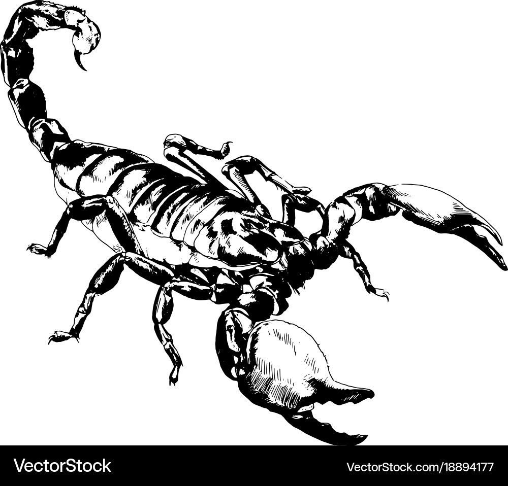 Scorpion with Stinger vector image