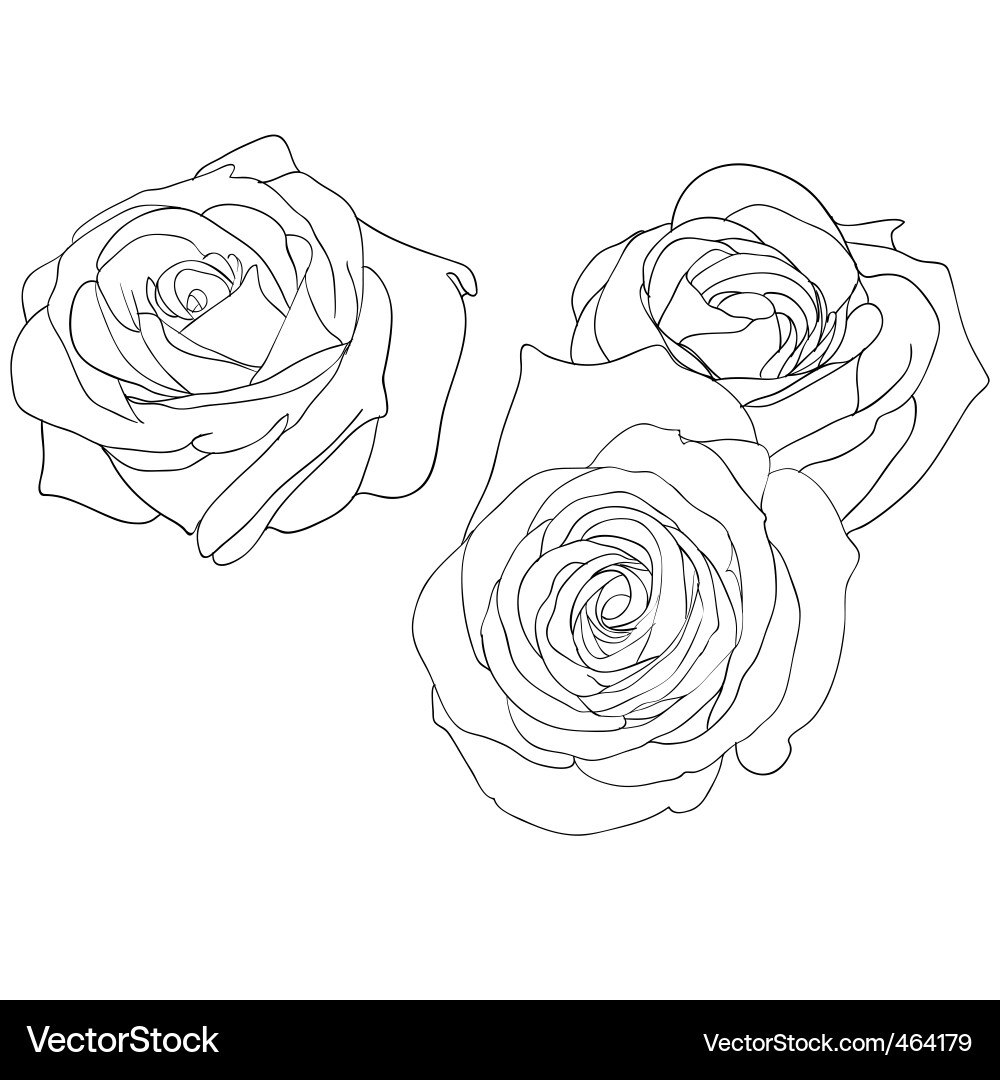 Floral Hand Drawn Elements vector image
