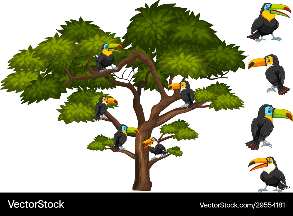 Big tree with many toucan birds on branch Vector Image