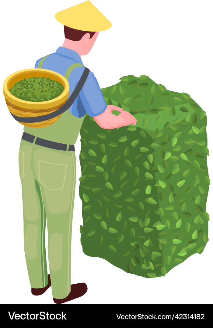 Tea picker icon Royalty Free Vector Image - VectorStock