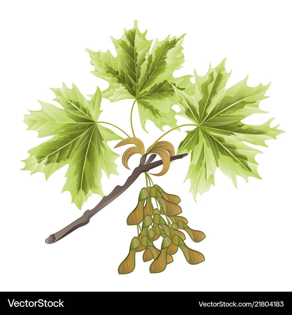 Autumn branch of maple with multicolored leaves Vector Image