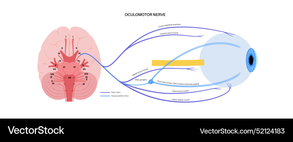 Oculomotor Nerve Anatomy – Royalty-Free Vector | VectorStock