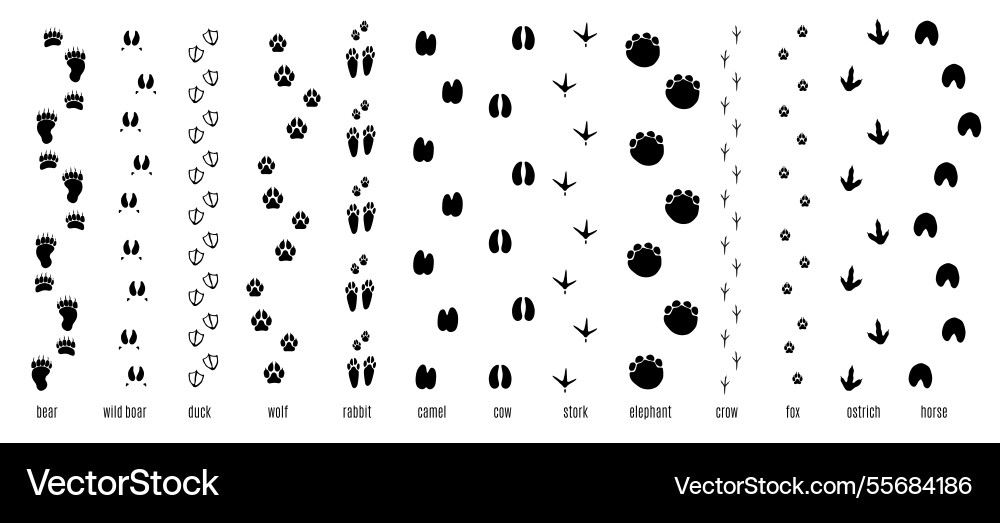 Animals footprint tracks chains of paw prints Vector Image