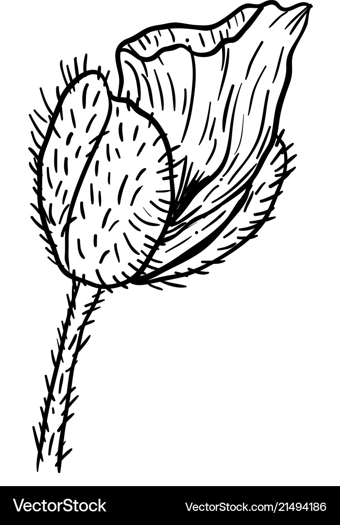 Poppy Blumen Hand gezogen kann im Design verwendet werden Poppy Blumen Hand gezogen kann im Design verwendet werden vektorbild