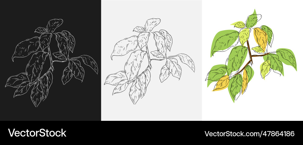 Tree branch graphic resource Vector Image